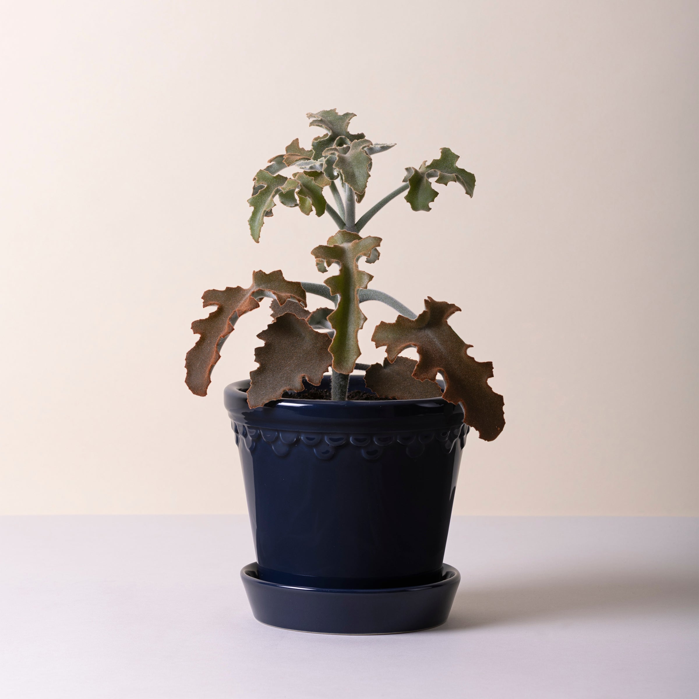 Kobenhavner Glazed Sapphire Blue 16cm Pot with Saucer