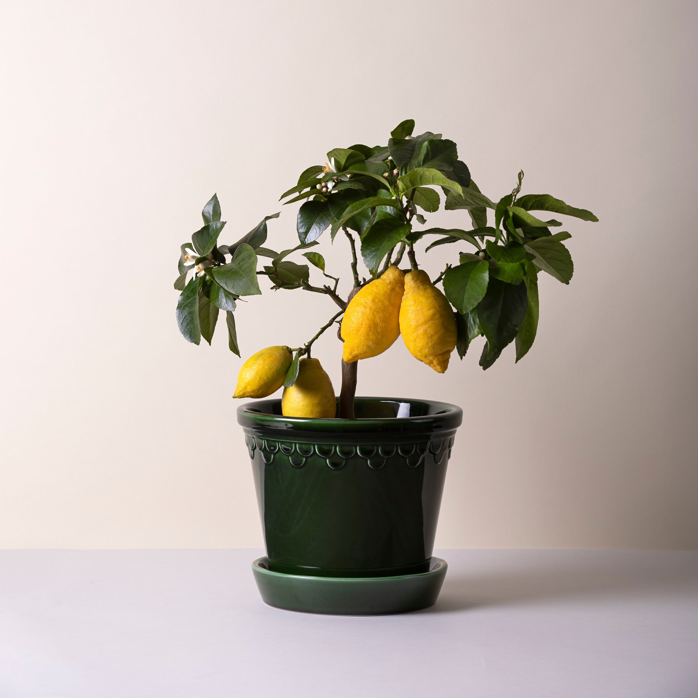 Kobenhavner Glazed Emerald Green 16cm Pot with Saucer - Image 5